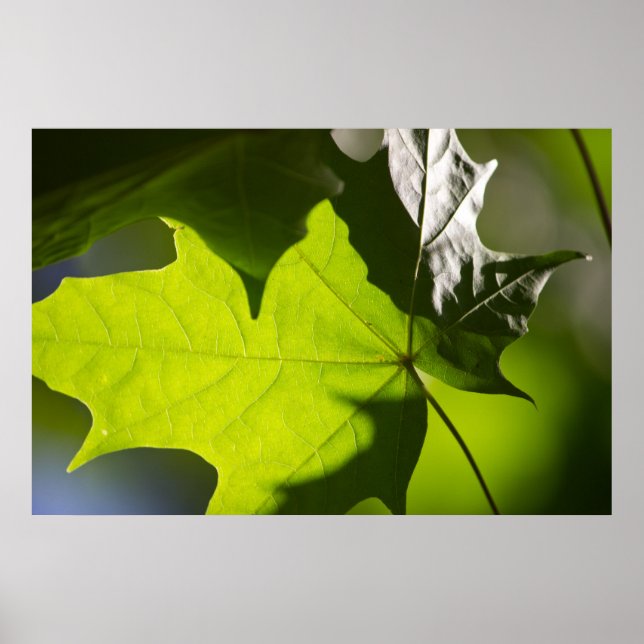 Póster Poster de Carulmare Maple Leaf CC0041 (Frente)