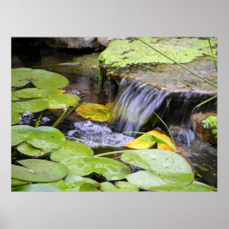 Póster Poster de cascada de Lilly Pad