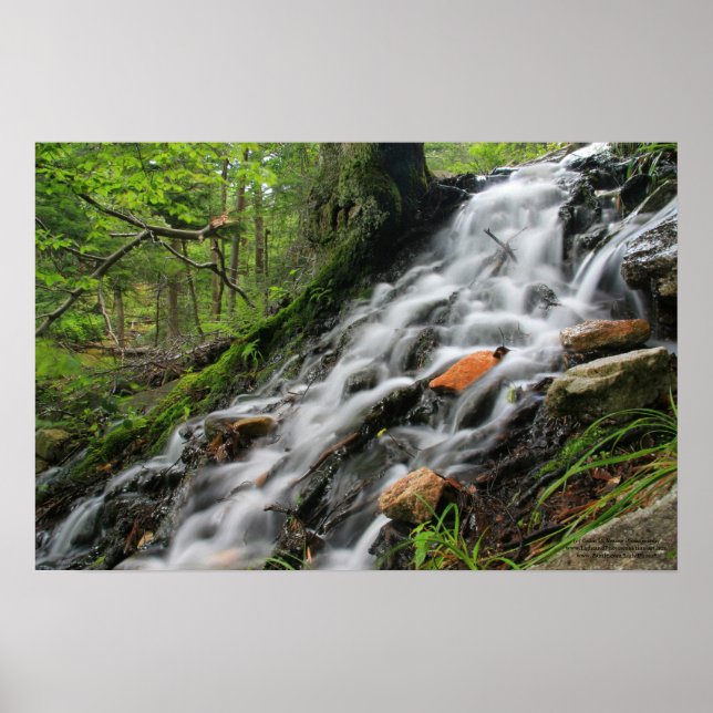 Póster Poster de Cascada Forestal de Raíces de Silky (Frente)