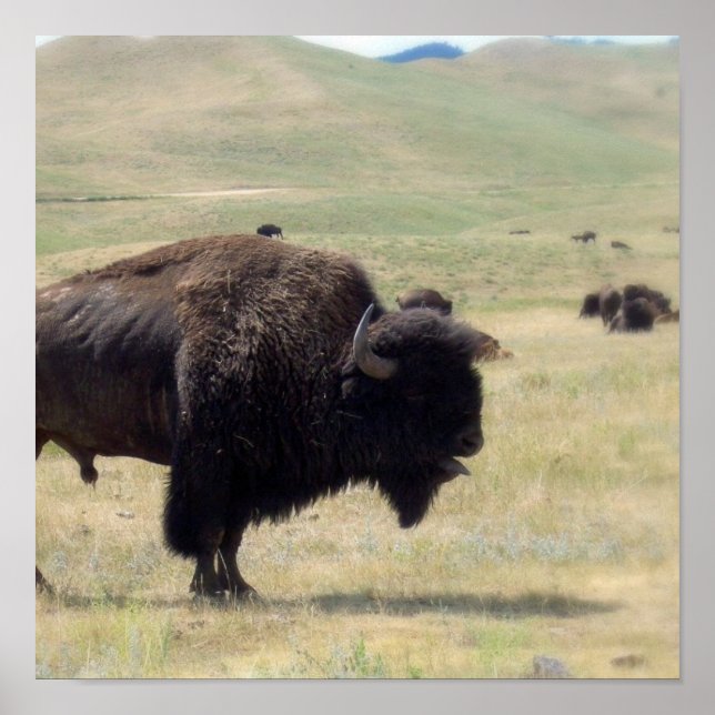 Póster Poster de caza de búfalos (Frente)