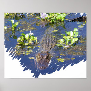 Póster Poster de Cazador de Gator en el pantano de Luisia