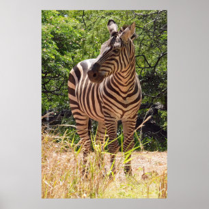 Póster Poster de cebra