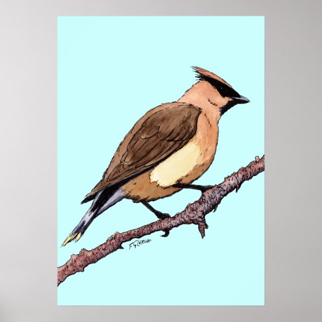 Póster poster de cedro waxwing (Frente)