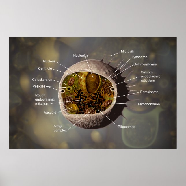 Póster Poster de células humanas (Frente)