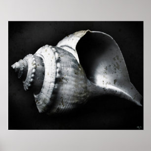 Póster Poster de Channel Whelk