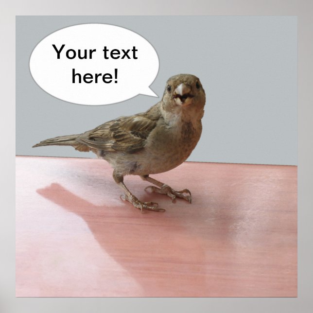 Póster Poster de Chattering Sparrow (Frente)