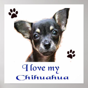 Póster Poster de Chihuahua