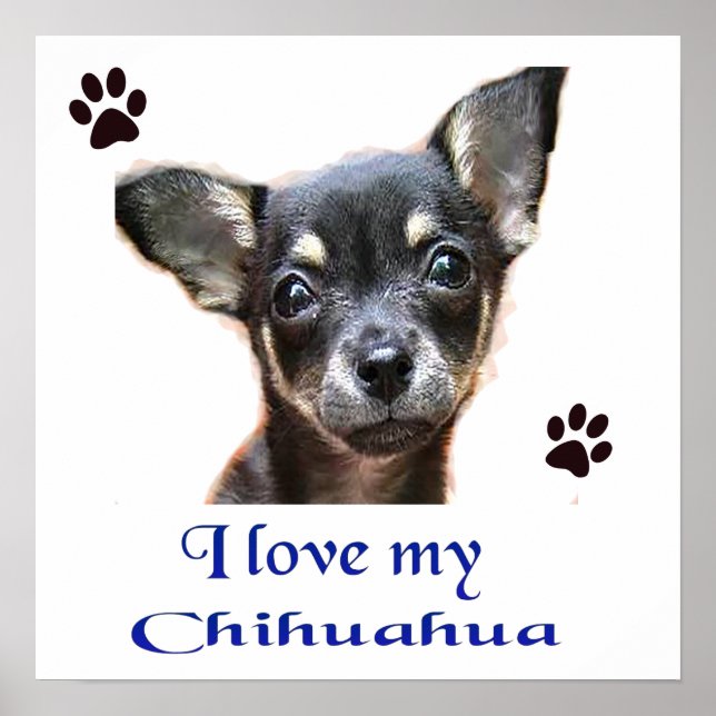 Póster Poster de Chihuahua (Frente)