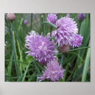 Póster Poster de Chives en Blooming