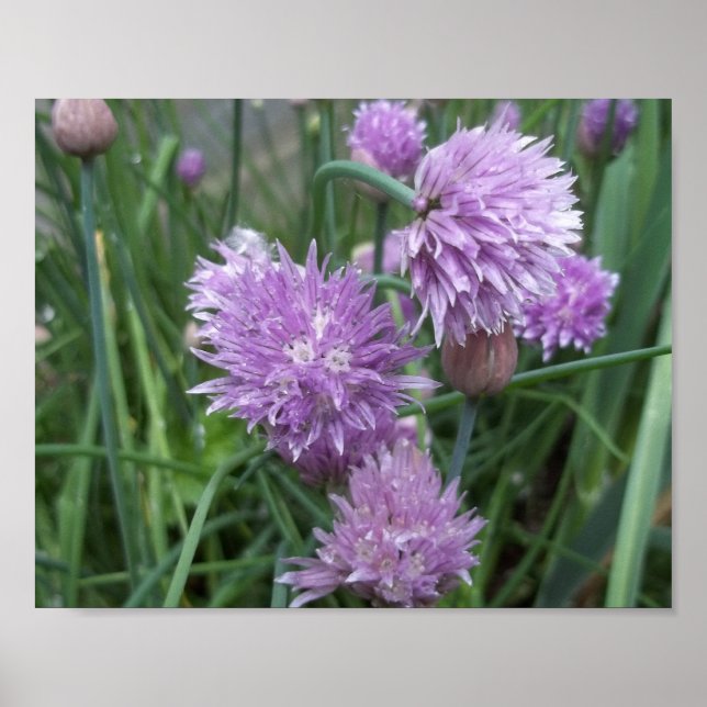 Póster Poster de Chives en Blooming (Frente)