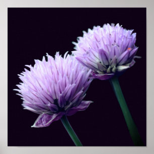 Póster Poster de Cierre de Allium Scallion Purple con flo