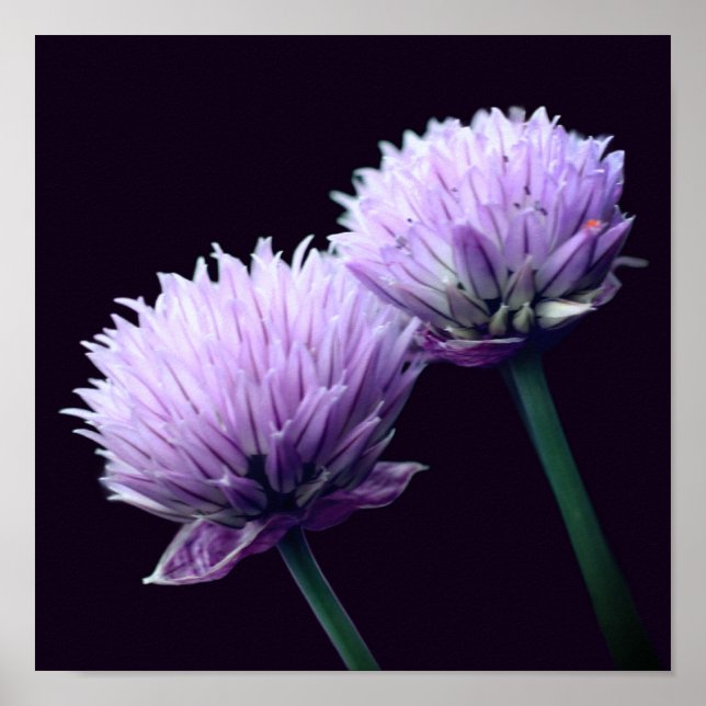 Póster Poster de Cierre de Allium Scallion Purple con flo (Frente)
