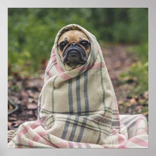 Póster Poster de cierre de cute pug (Frente)