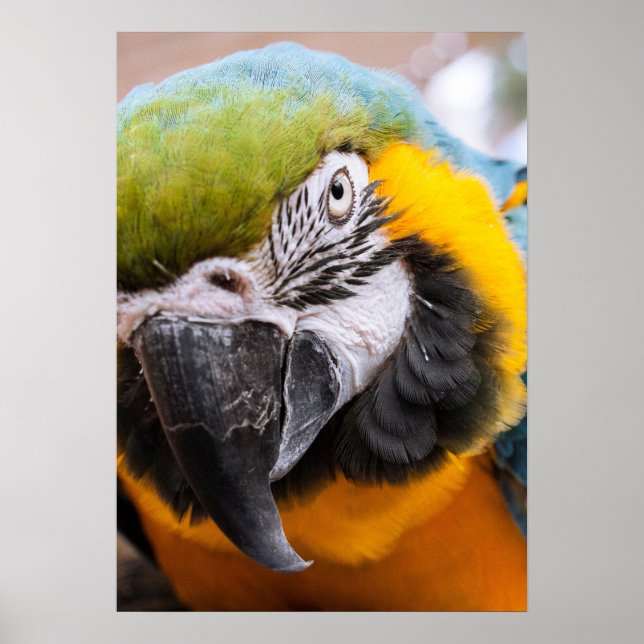 Póster Poster de cierre de Macaw (Frente)