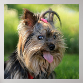 Póster Poster De Cierre De Perro Divertido Y Divertido