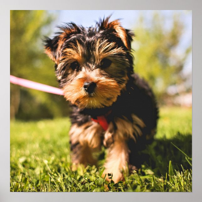 Póster Poster de cierre de perro lindo (Frente)