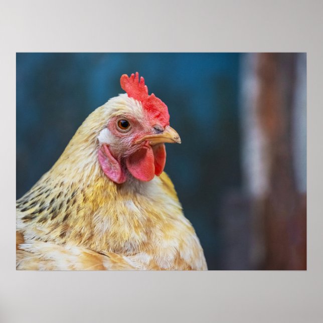 Póster Poster de cierre de pollos (Frente)