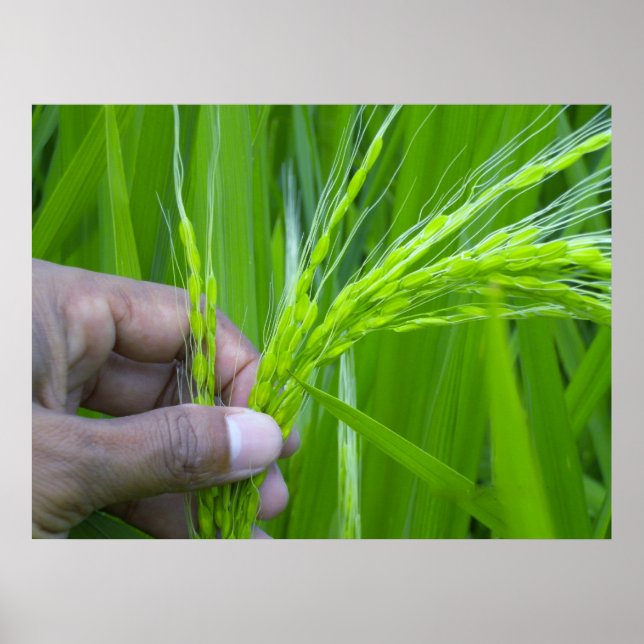 Póster Poster de cierre de Ricefield (Frente)