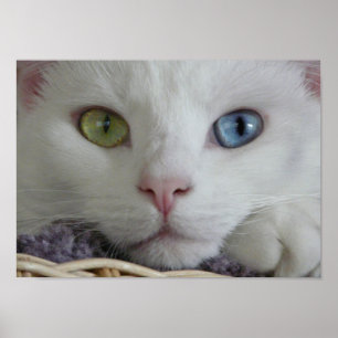 Póster Poster de Cierre de Serenity