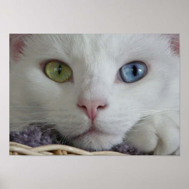 Póster Poster de Cierre de Serenity (Frente)