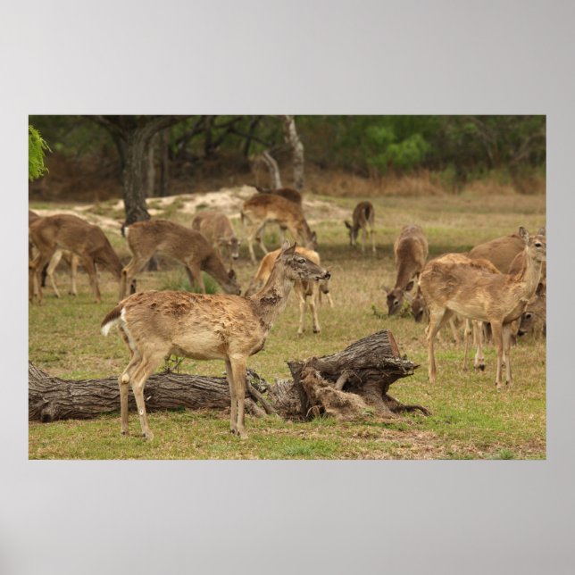 Póster Poster de ciervos ciegos (Frente)