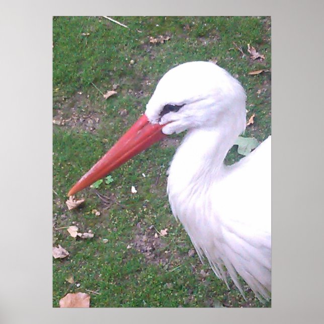 Póster Poster de cigüeña (Frente)
