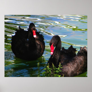 Póster Poster de cisnes negros