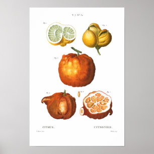 Póster Poster DE CÍTRICO BOTÁNICO DE VINTACIÓN