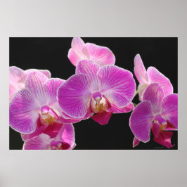 Póster Poster de Clúster de Falaenopsis Orquídea -36x24