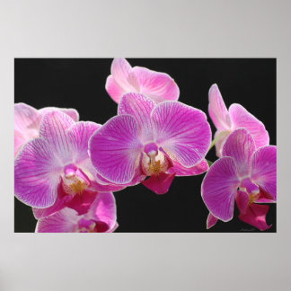 Póster Poster de Clúster de Falaenopsis Orquídea -36x24