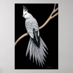 Póster Poster de Cockatiel Whitefacing Pearl Pied