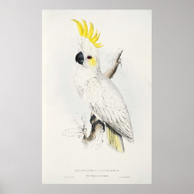 Póster Poster de Cockatoo en Creste Amarillo (Frente)