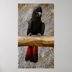 Póster Poster de Cockatoo negro con cola roja