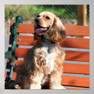 Póster Poster de cocker spaniel