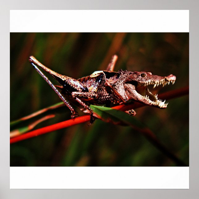 Póster Poster de cohetes (Frente)