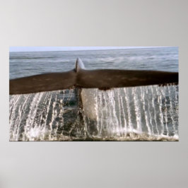 Póster Poster de cola de 6 ballenas de vida silvestre