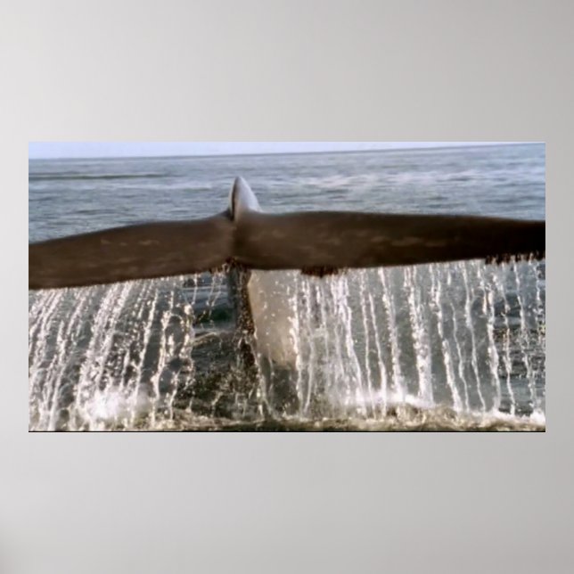 Póster Poster de cola de 6 ballenas de vida silvestre (Frente)