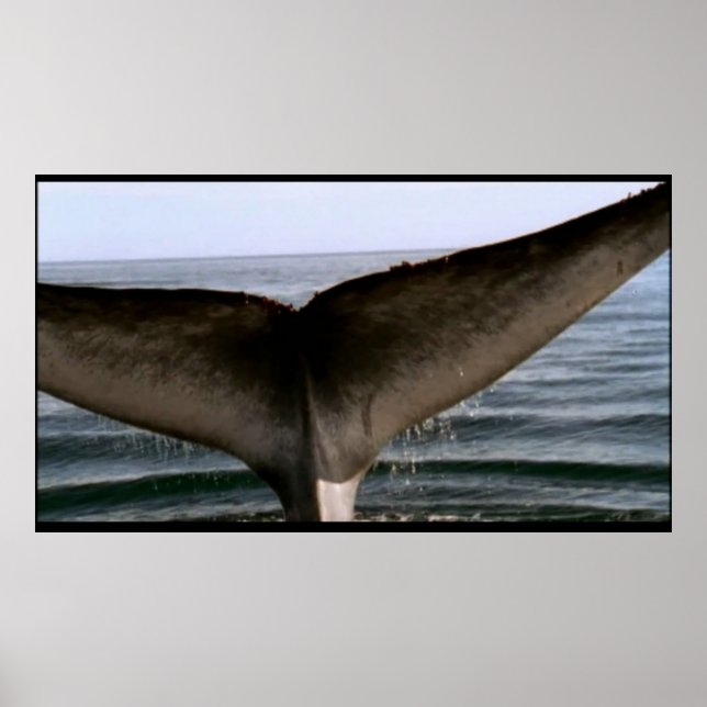 Póster Poster de cola de ballena (Frente)