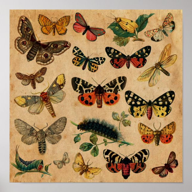Póster Poster de colección de insectos y mariposas (Frente)