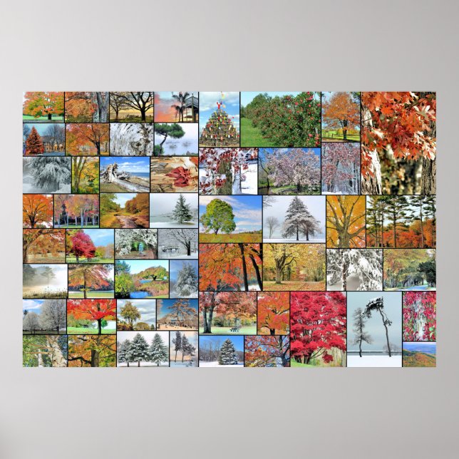 Póster Poster de collage de árboles 36 x 24 (Frente)