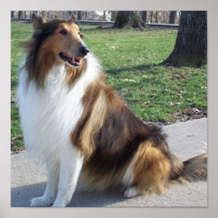 Póster Poster de Collie rudo