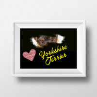 Poster de color sólido Yorkshire Terrier Eyes