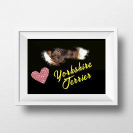 Póster Poster de color sólido Yorkshire Terrier Eyes