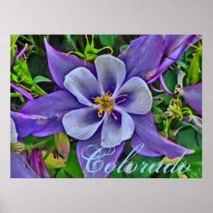 Póster Poster de Colorado Columbine