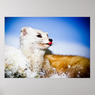 Póster poster de comadreja