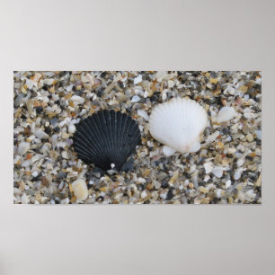 Póster Poster de conchas marinas blancas y negras