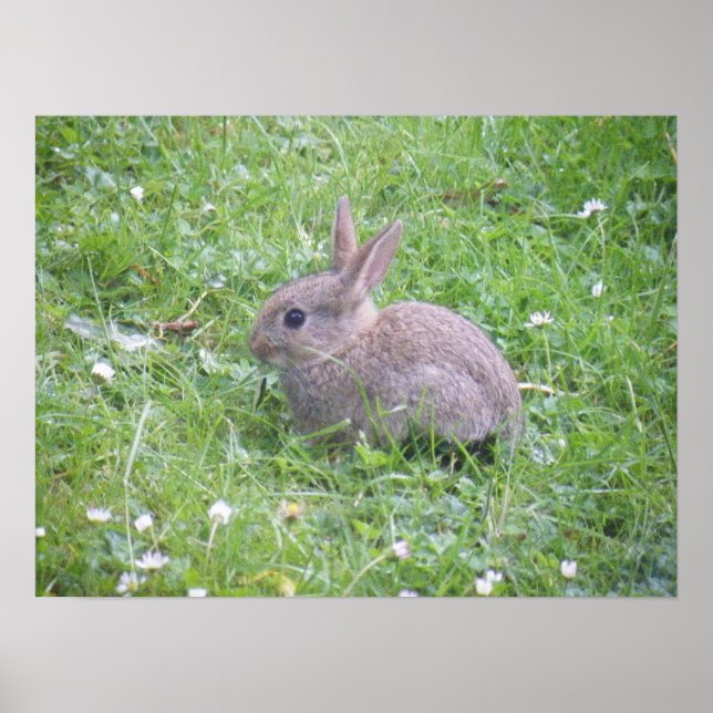 Póster Poster de Conejo Bebé (Frente)