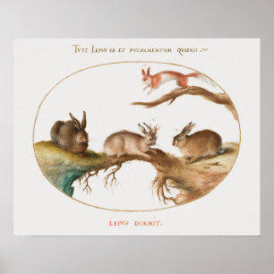 Póster Poster de Conejos Cutos