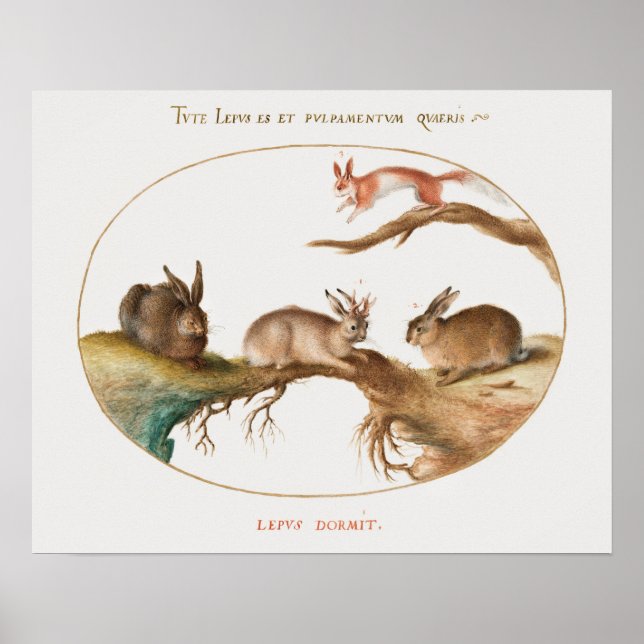 Póster Poster de Conejos Cutos (Frente)