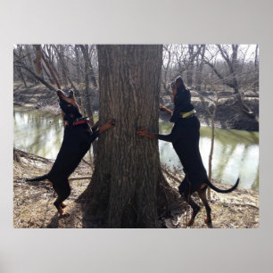 Póster Poster de Coon Hounds Treeing